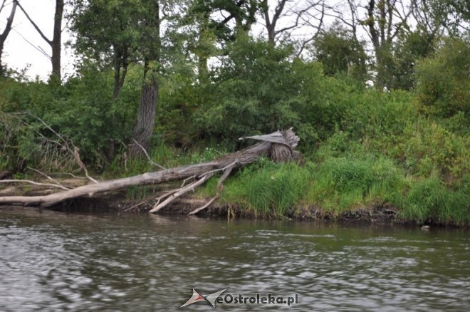 Społeczna Straż Rybacka PZW Narew 38 w walce z bobrami [30.07.2013] - zdjęcie #15 - eOstroleka.pl