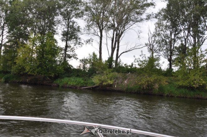 Społeczna Straż Rybacka PZW Narew 38 w walce z bobrami [30.07.2013] - zdjęcie #36 - eOstroleka.pl