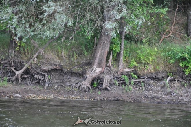 Społeczna Straż Rybacka PZW Narew 38 w walce z bobrami [30.07.2013] - zdjęcie #32 - eOstroleka.pl