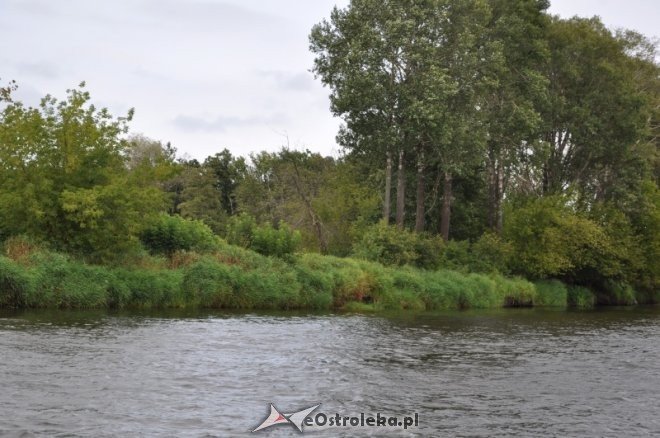 Społeczna Straż Rybacka PZW Narew 38 w walce z bobrami [30.07.2013] - zdjęcie #30 - eOstroleka.pl