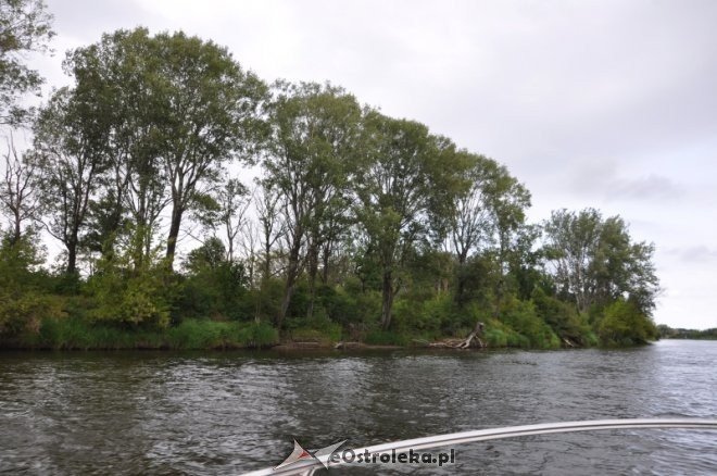 Społeczna Straż Rybacka PZW Narew 38 w walce z bobrami [30.07.2013] - zdjęcie #28 - eOstroleka.pl