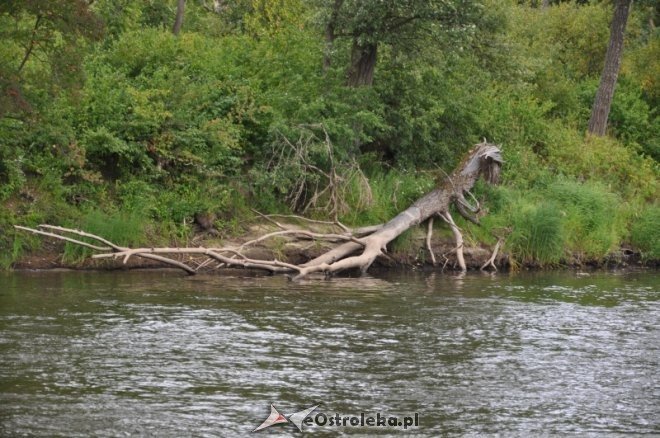 Społeczna Straż Rybacka PZW Narew 38 w walce z bobrami [30.07.2013] - zdjęcie #26 - eOstroleka.pl