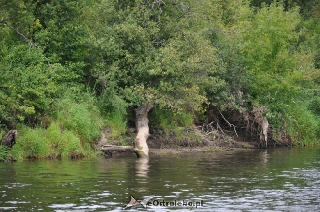 Społeczna Straż Rybacka PZW Narew 38 w walce z bobrami [30.07.2013] - zdjęcie #24 - eOstroleka.pl