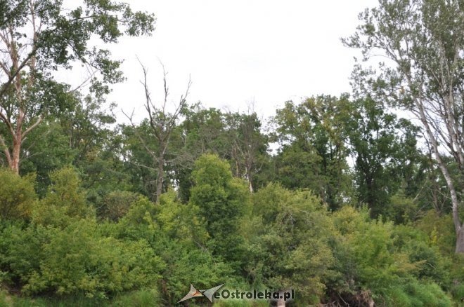 Społeczna Straż Rybacka PZW Narew 38 w walce z bobrami [30.07.2013] - zdjęcie #22 - eOstroleka.pl