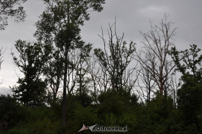Społeczna Straż Rybacka PZW Narew 38 w walce z bobrami [30.07.2013] - zdjęcie #16 - eOstroleka.pl