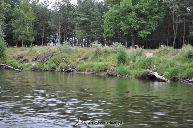 Społeczna Straż Rybacka PZW Narew 38 w walce z bobrami [30.07.2013] - zdjęcie #13 - eOstroleka.pl