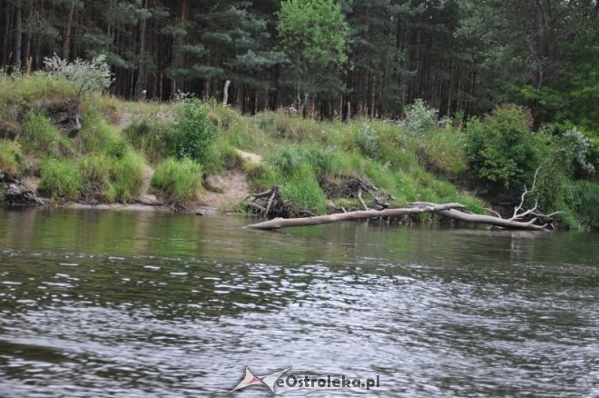 Społeczna Straż Rybacka PZW Narew 38 w walce z bobrami [30.07.2013] - zdjęcie #12 - eOstroleka.pl