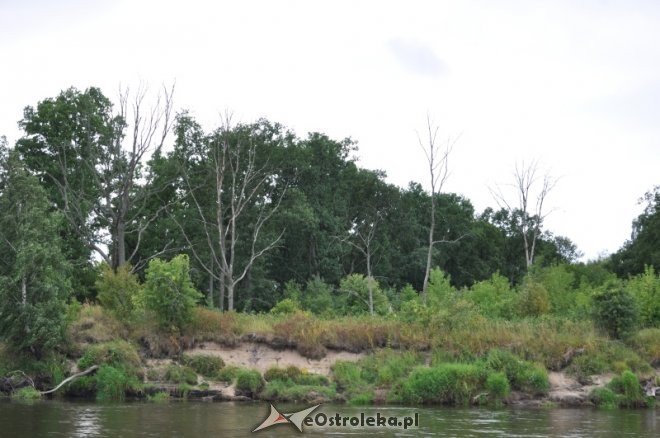 Społeczna Straż Rybacka PZW Narew 38 w walce z bobrami [30.07.2013] - zdjęcie #11 - eOstroleka.pl