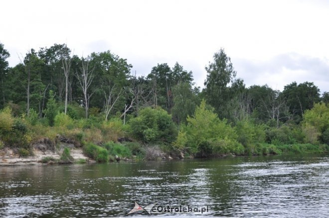 Społeczna Straż Rybacka PZW Narew 38 w walce z bobrami [30.07.2013] - zdjęcie #10 - eOstroleka.pl