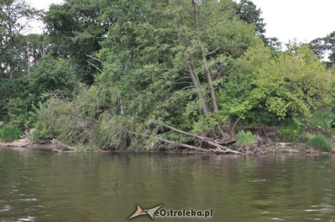 Społeczna Straż Rybacka PZW Narew 38 w walce z bobrami [30.07.2013] - zdjęcie #9 - eOstroleka.pl