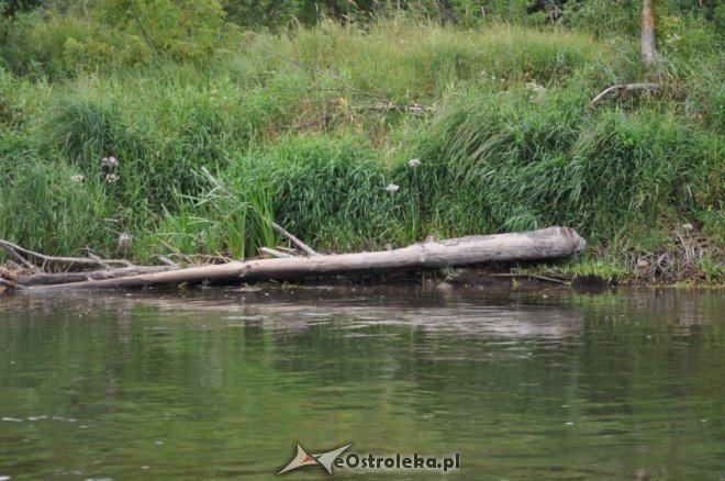 Społeczna Straż Rybacka PZW Narew 38 w walce z bobrami [30.07.2013] - zdjęcie #8 - eOstroleka.pl