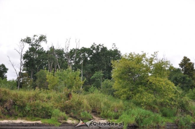 Społeczna Straż Rybacka PZW Narew 38 w walce z bobrami [30.07.2013] - zdjęcie #7 - eOstroleka.pl