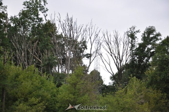 Społeczna Straż Rybacka PZW Narew 38 w walce z bobrami [30.07.2013] - zdjęcie #6 - eOstroleka.pl