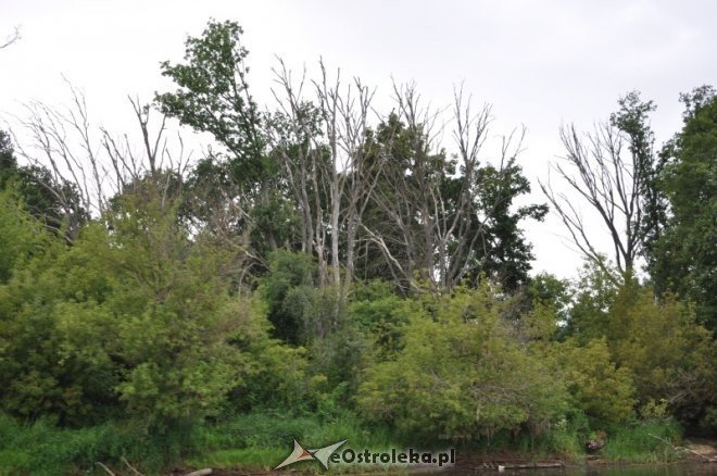 Społeczna Straż Rybacka PZW Narew 38 w walce z bobrami [30.07.2013] - zdjęcie #5 - eOstroleka.pl