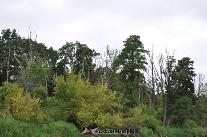 Społeczna Straż Rybacka PZW Narew 38 w walce z bobrami [30.07.2013] - zdjęcie #4 - eOstroleka.pl