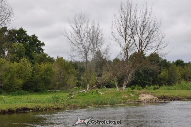 Społeczna Straż Rybacka PZW Narew 38 w walce z bobrami [30.07.2013] - zdjęcie #2 - eOstroleka.pl