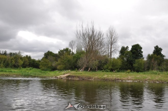 Społeczna Straż Rybacka PZW Narew 38 w walce z bobrami [30.07.2013] - zdjęcie #1 - eOstroleka.pl