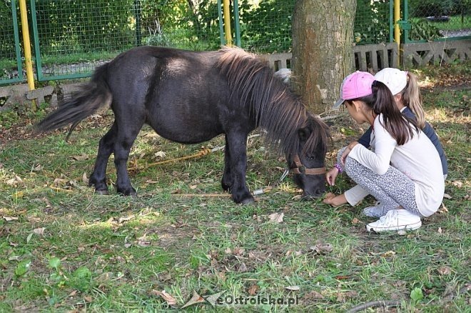 Dzień Działkowca w Ostrołęce [24.08.2013] - zdjęcie #25 - eOstroleka.pl