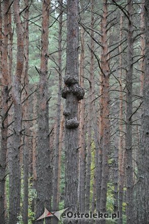 Quest „Między Ciskiem a Lipianką” - aktywne spędzenie czasu dla wszystkich [21.09.2013] - zdjęcie #32 - eOstroleka.pl