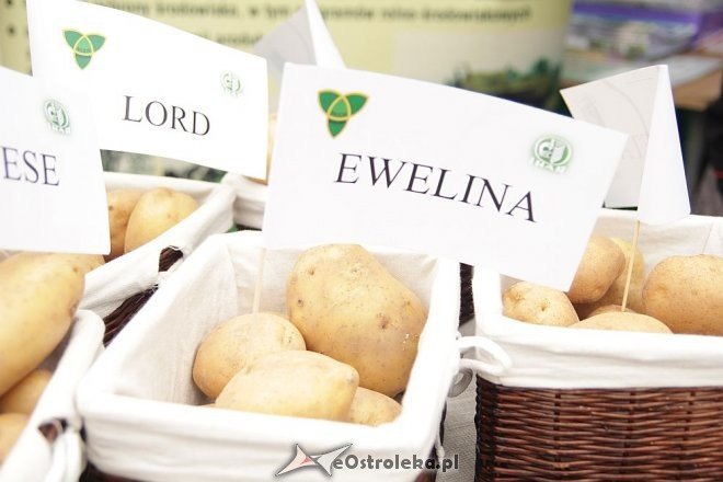 VII Targi Ekologiczne i Jarmark Ostrołęcki [22.09.2013] - zdjęcie #85 - eOstroleka.pl