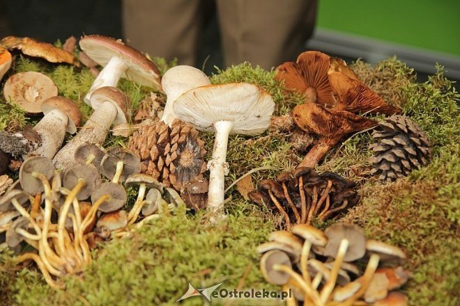 VII Targi Ekologiczne i Jarmark Ostrołęcki [22.09.2013] - zdjęcie #42 - eOstroleka.pl