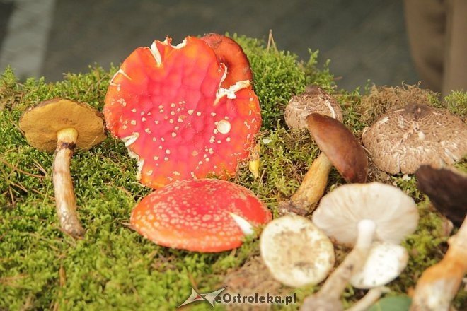 VII Targi Ekologiczne i Jarmark Ostrołęcki [22.09.2013] - zdjęcie #37 - eOstroleka.pl