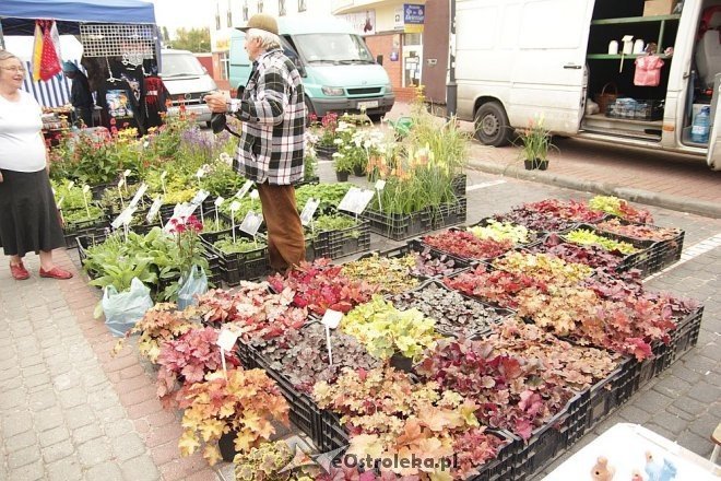 VII Targi Ekologiczne i Jarmark Ostrołęcki [22.09.2013] - zdjęcie #29 - eOstroleka.pl