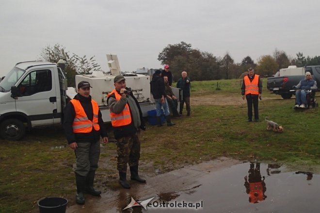 Zarybianie sumem Narwi [08.10.2013] - zdjęcie #4 - eOstroleka.pl