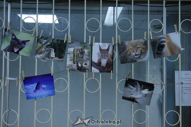 Ostrołęcki Festiwal Fotograficzny: Galeria Bezdomna w „starej pływalni” [ZDJĘCIA] - zdjęcie #9 - eOstroleka.pl