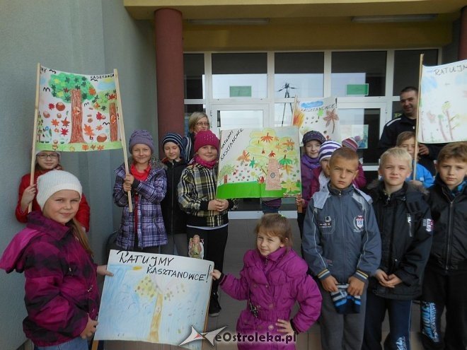 Uczniowie SP w Rzekuniu ponownie ratowali kasztanowce [25.10.2013] - zdjęcie #2 - eOstroleka.pl