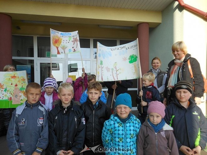 Uczniowie SP w Rzekuniu ponownie ratowali kasztanowce [25.10.2013] - zdjęcie #3 - eOstroleka.pl