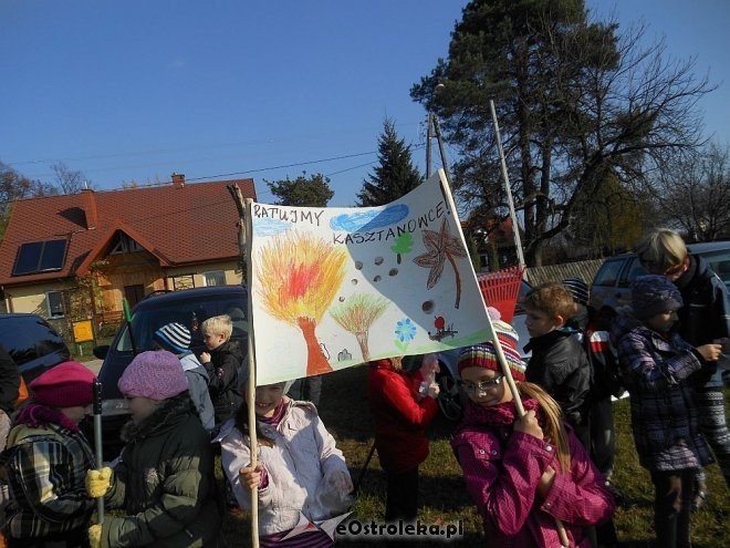 Uczniowie SP w Rzekuniu ponownie ratowali kasztanowce [25.10.2013] - zdjęcie #4 - eOstroleka.pl