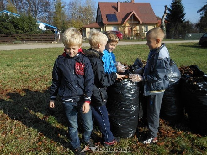 Uczniowie SP w Rzekuniu ponownie ratowali kasztanowce [25.10.2013] - zdjęcie #5 - eOstroleka.pl