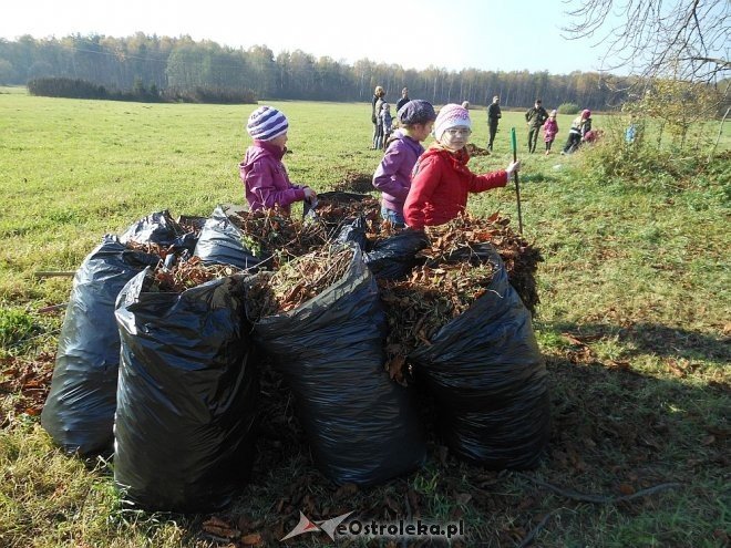 Uczniowie SP w Rzekuniu ponownie ratowali kasztanowce [25.10.2013] - zdjęcie #4 - eOstroleka.pl