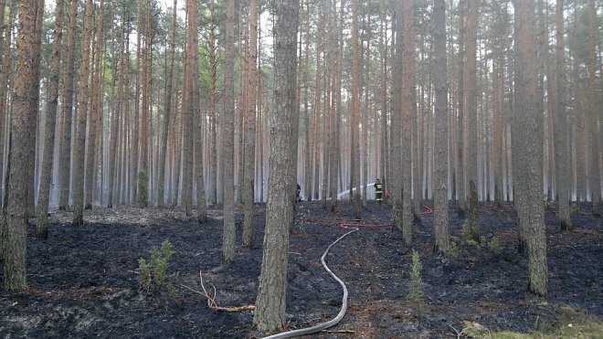 Siarcza Łąka: Spłonęło blisko 1,5 ha poszycia leśnego [07.05.2014] - zdjęcie #3 - eOstroleka.pl