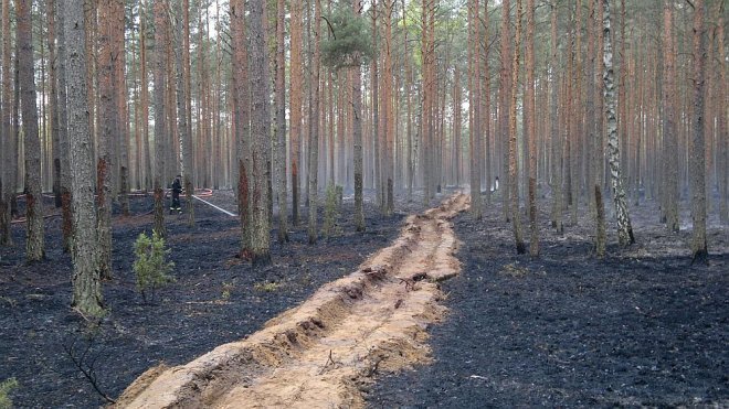 Siarcza Łąka: Spłonęło blisko 1,5 ha poszycia leśnego [07.05.2014] - zdjęcie #1 - eOstroleka.pl