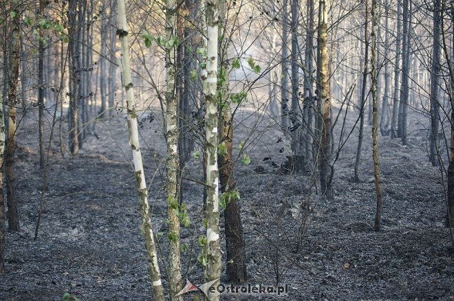 Gigantyczny pożar lasu w gminie Kadzidło [24.05.2014] - zdjęcie #5 - eOstroleka.pl