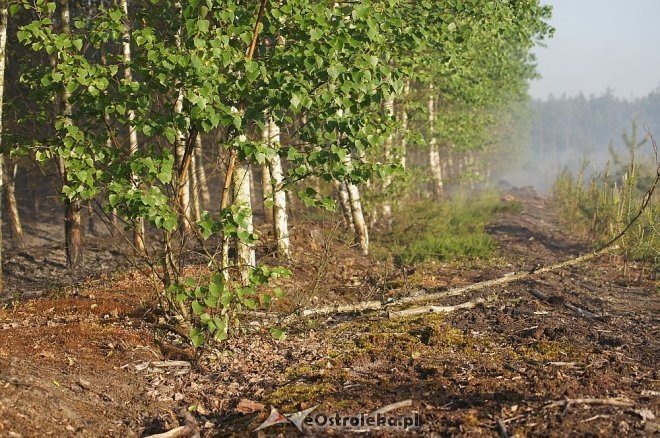 Gigantyczny pożar lasu w gminie Kadzidło [24.05.2014] - zdjęcie #27 - eOstroleka.pl