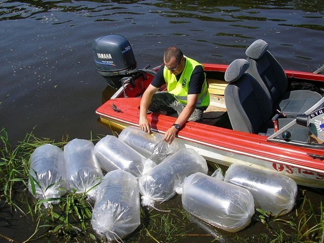 PZW Narew oraz Energopap zarybiali Narew [ZDJĘCIA] - zdjęcie #8 - eOstroleka.pl