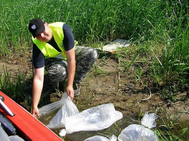 PZW Narew oraz Energopap zarybiali Narew [ZDJĘCIA] - zdjęcie #6 - eOstroleka.pl
