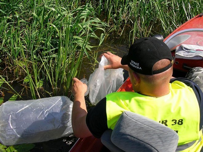 PZW Narew oraz Energopap zarybiali Narew [ZDJĘCIA] - zdjęcie #2 - eOstroleka.pl