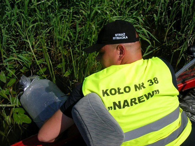 PZW Narew oraz Energopap zarybiali Narew [ZDJĘCIA] - zdjęcie #1 - eOstroleka.pl