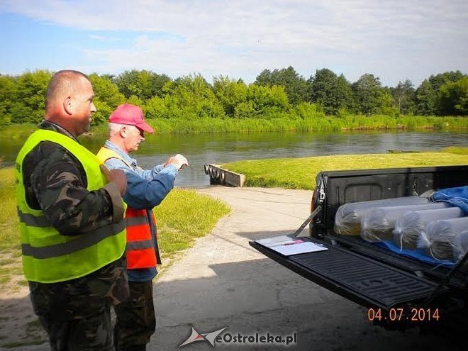 Kolejna akcja zarybiania lokalnych rzek: Do Orza i Szkwy trafiło około tysiąca narybku klenia [05.07.2014] - zdjęcie #1 - eOstroleka.pl