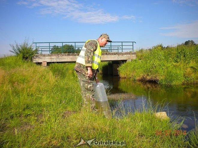 Kolejna akcja zarybiania lokalnych rzek: Do Orza i Szkwy trafiło około tysiąca narybku klenia [05.07.2014] - zdjęcie #8 - eOstroleka.pl