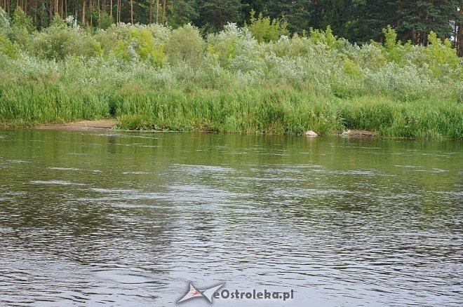 Narew w Ostrołęce ma niewiele ponad 80 cm głębokości [07.07.2014] - zdjęcie #4 - eOstroleka.pl