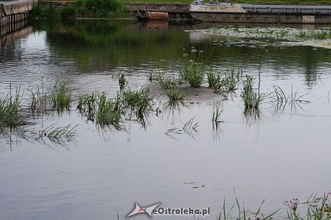 Narew w Ostrołęce ma niewiele ponad 80 cm głębokości [07.07.2014] - zdjęcie #6 - eOstroleka.pl