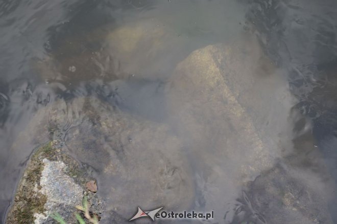 Narew w Ostrołęce ma niewiele ponad 80 cm głębokości [07.07.2014] - zdjęcie #8 - eOstroleka.pl