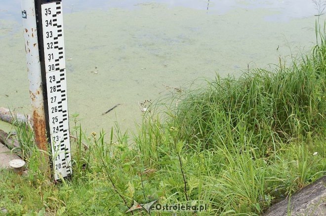 Narew w Ostrołęce ma niewiele ponad 80 cm głębokości [07.07.2014] - zdjęcie #10 - eOstroleka.pl