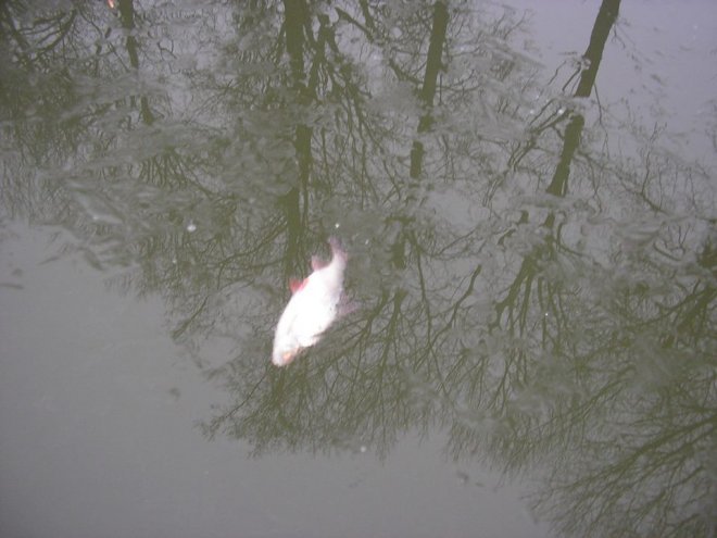 Podduszone ryby w Narwi. Społeczna straż rybacka walczy z przyduchą [08.12.2014] - zdjęcie #9 - eOstroleka.pl