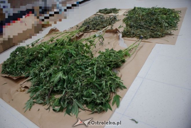 Ostrołęka: Profesjonalna plantacja marihuany w mieszkaniu [ZDJĘCIA] - zdjęcie #1 - eOstroleka.pl